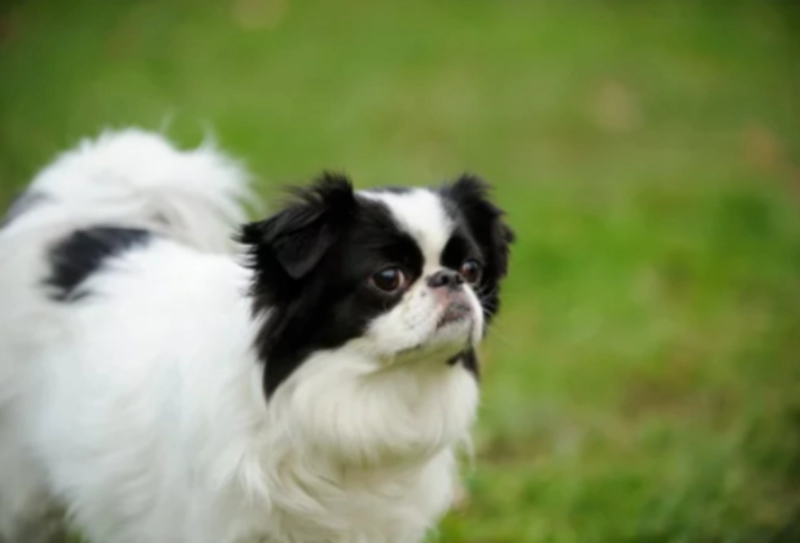 재패니즈 친 (제페니스 친) Japanese Chin