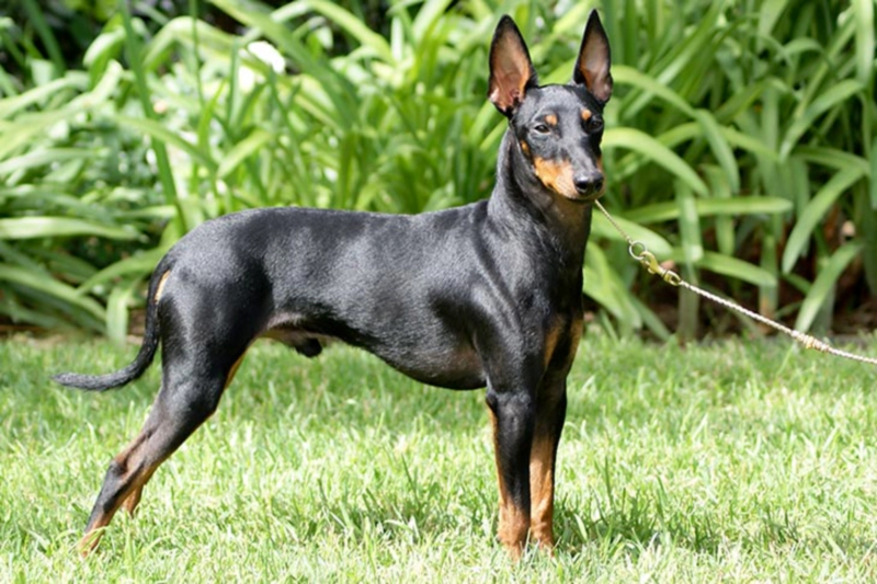 맨체스터 테리어 (Manchester Terrier)