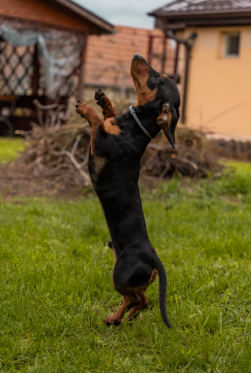 닥스훈트 Dachshund