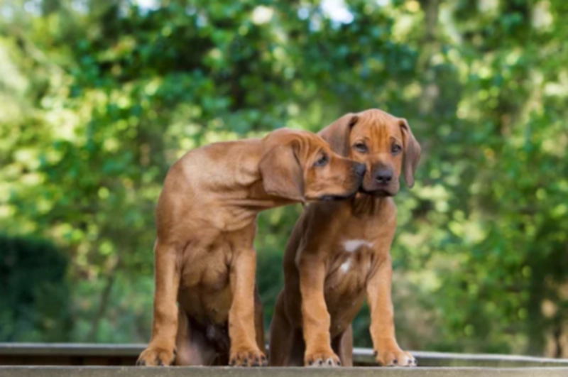 로디지안 리즈백(Rhodesian Ridgeback)