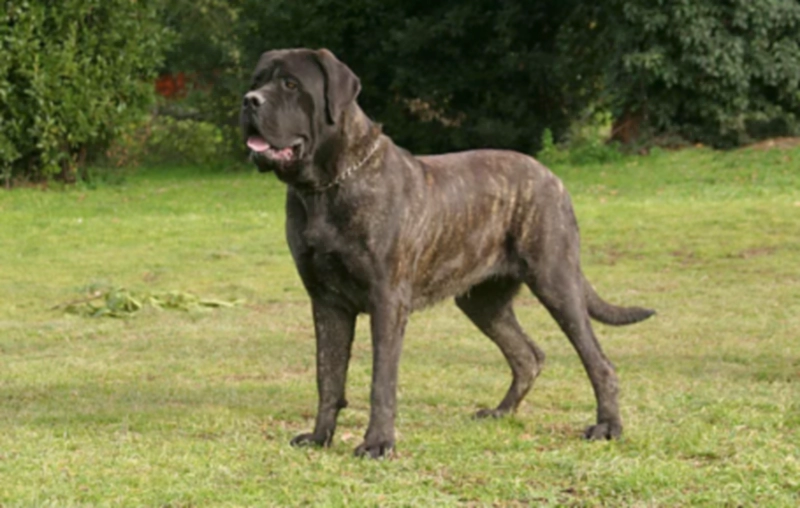 마스티프 Mastiff