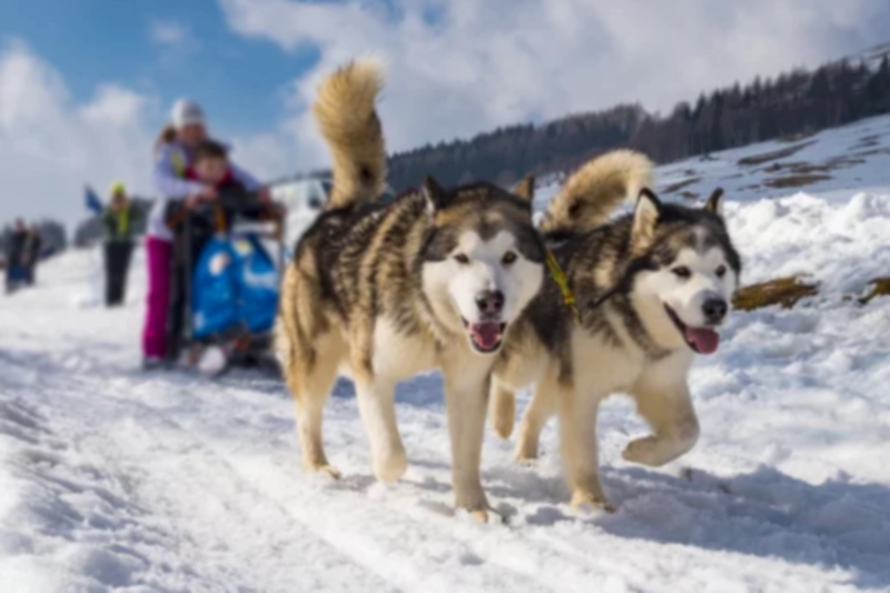 말라뮤트 (알래스칸 맬러뮤트) Alaskan Malamute