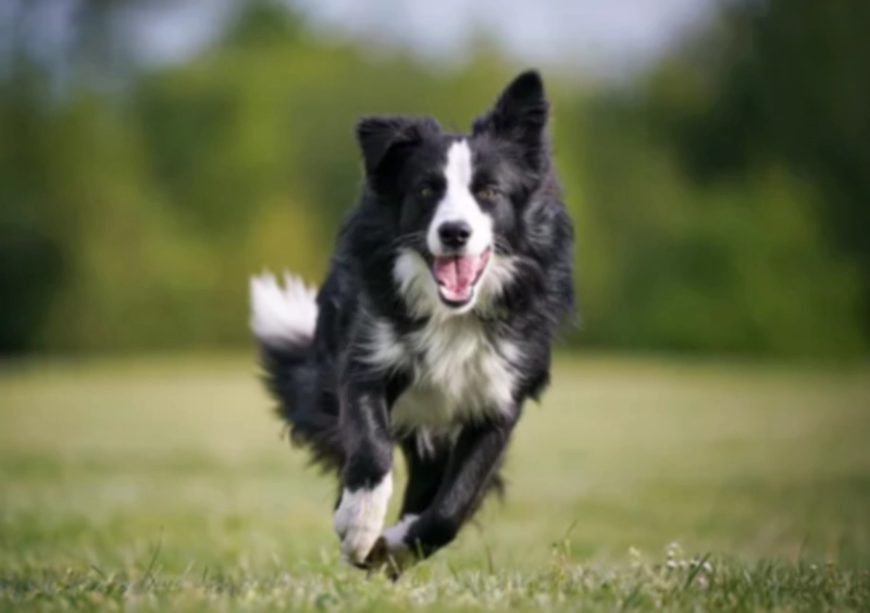 보더 콜리 Border Collie