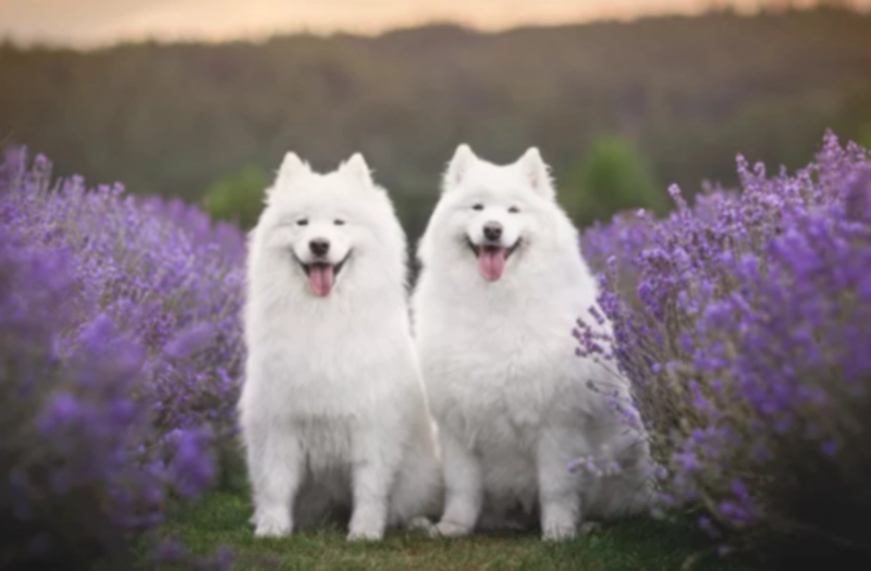 사모예드 Samoyed