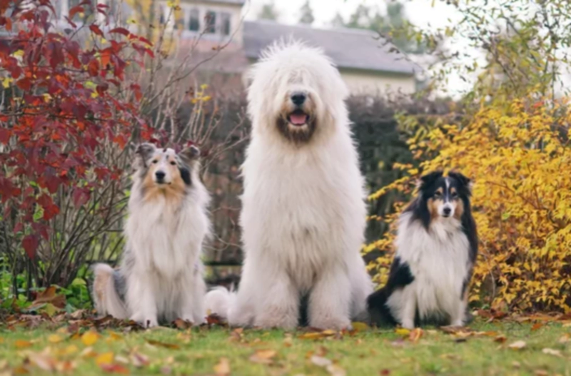 사우스 러시안 오브차카 South Russian Ovtcharka(South Russian Shepherd Dog)