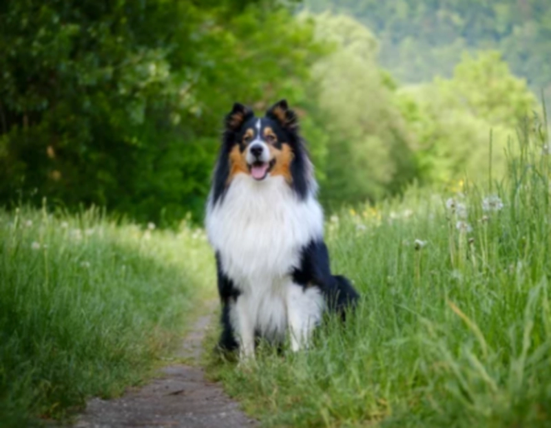 셰틀랜드 쉽독(Shetland Sheepdog)