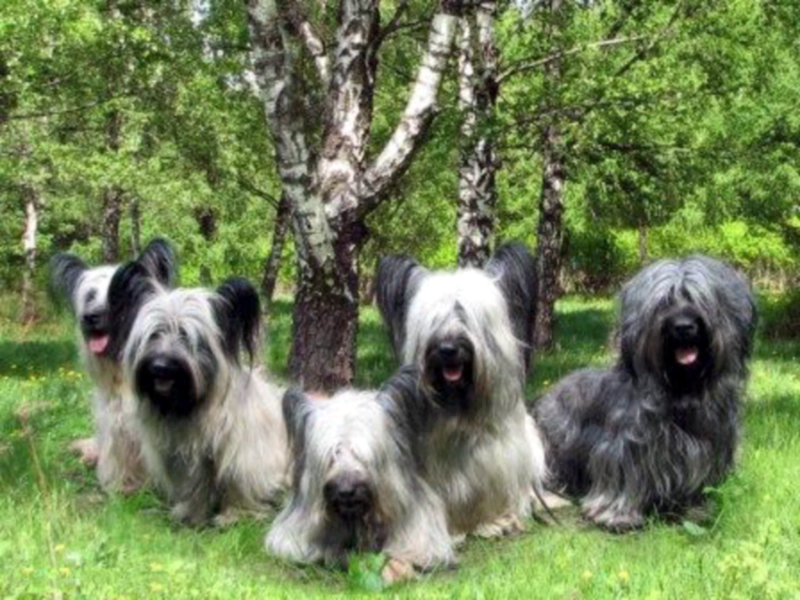 스카이 테리어(Skye Terrier) 견종 유래 기본정보 생김새 외모 신체 특징 성격 장단점 건강관리 팁