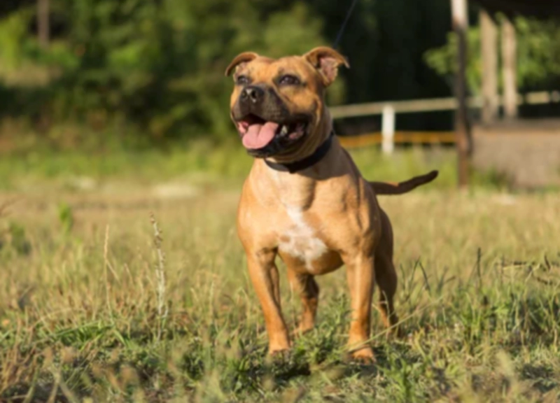 스타포드셔 불 테리어 Staffordshire Bull Terrier