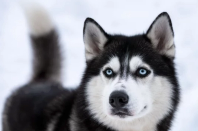 겨울 눈 덮인 배경의 시베리안 허스키(Siberian Husky)