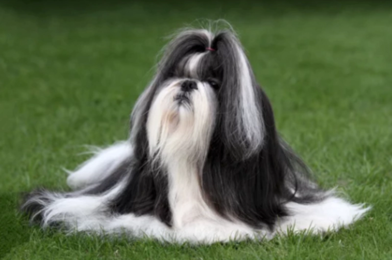 풀밭에 누워 있는 시츄(Shih Tzu)