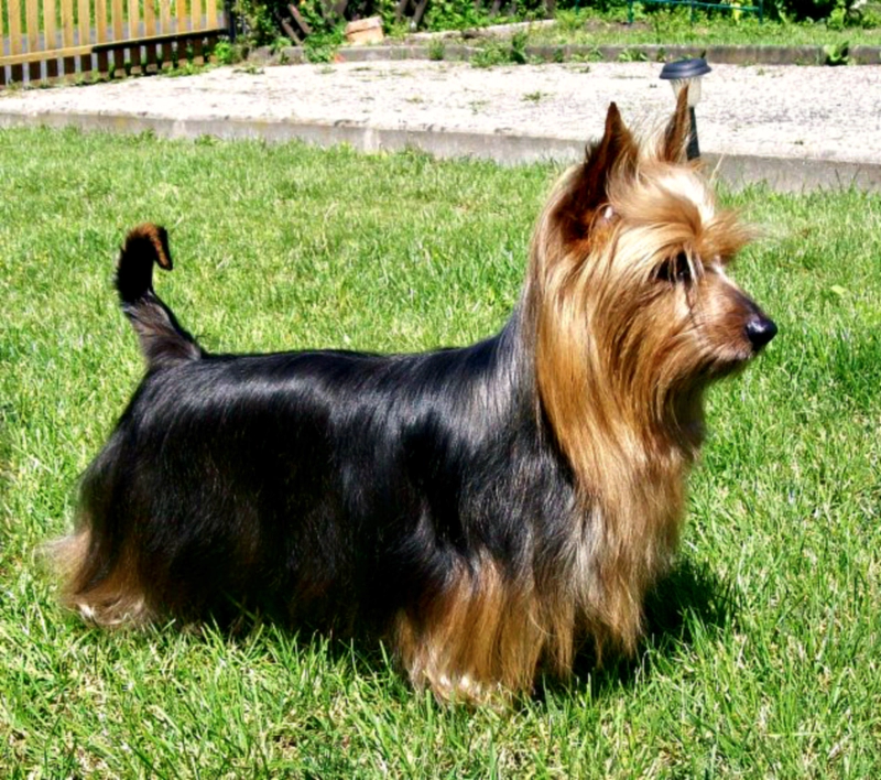 실키 테리어 Silky Terrier