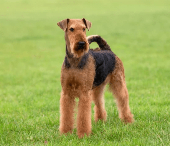 에어데일 테리어 (Airedale Terrier)