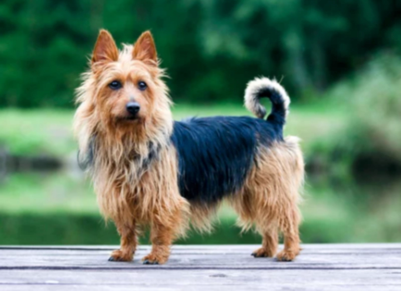 오스트레일리안 테리어 Australian Terrier