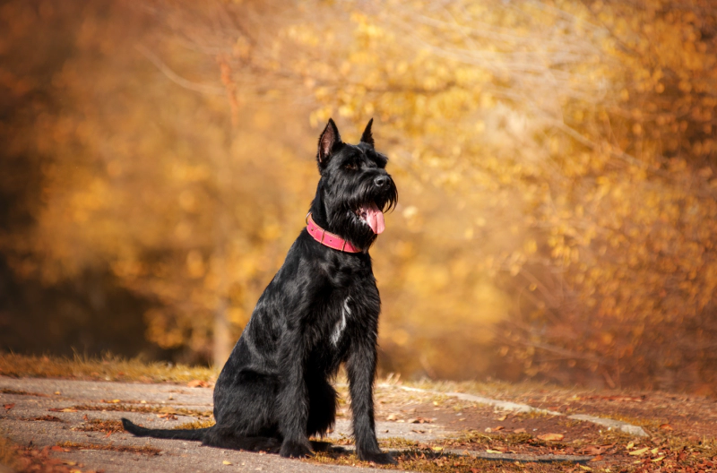 자이언트 슈나우저 Giant Schnauzer