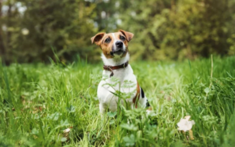 잭 러셀 테리어 Jack Russel Terrier