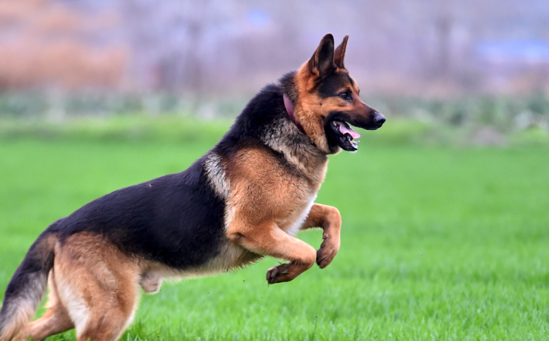 저먼 셰퍼드 (German Shepherd Dog)