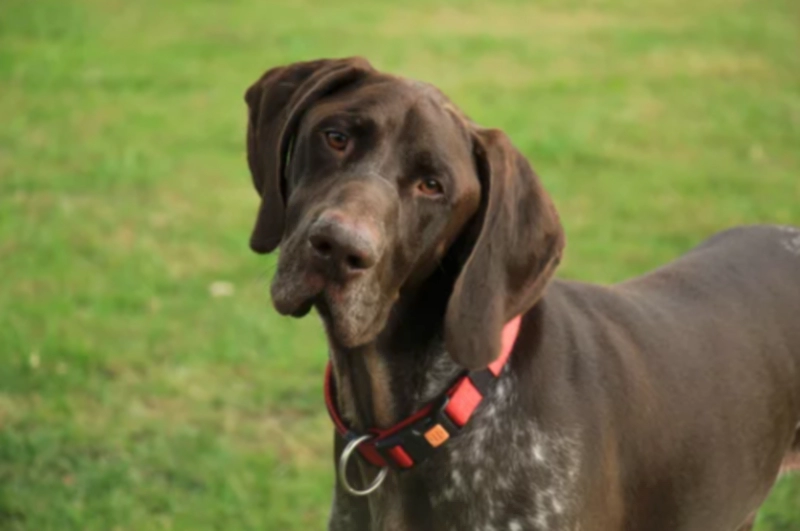 저먼 쇼트헤어드 포인터 German Shorthaired Pointer