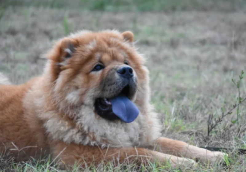 공원에 엎드려 있는 차우차우(Chowchow)