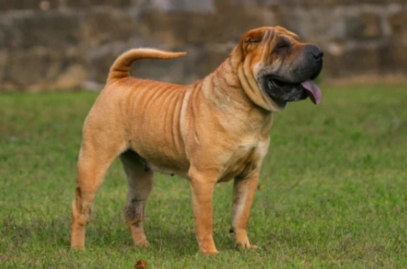 차이니즈 샤페이 Chinese Shar-pei