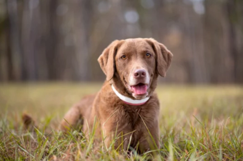 체사피크 베이 리트리버 Chesapeake Bay Retriever