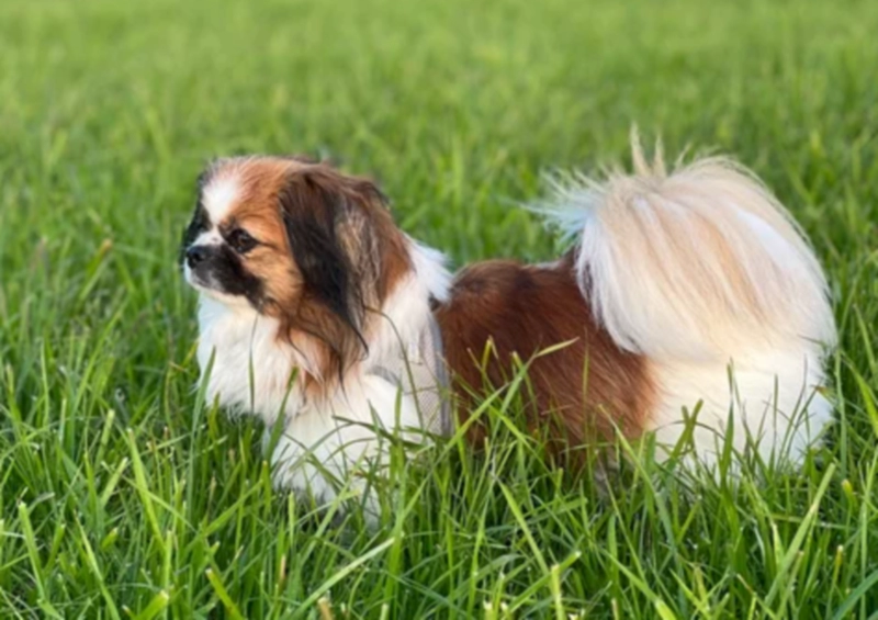 티베탄 스패니얼 Tibetan Spaniel