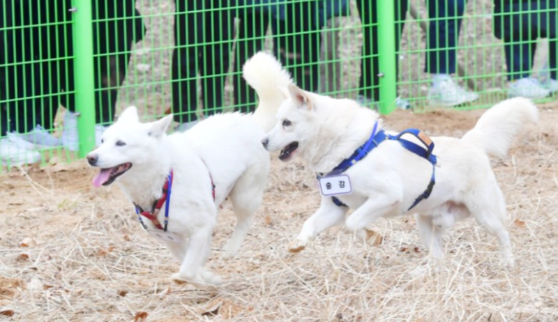 풍산개(Poongsan Dog) 곰이 송강