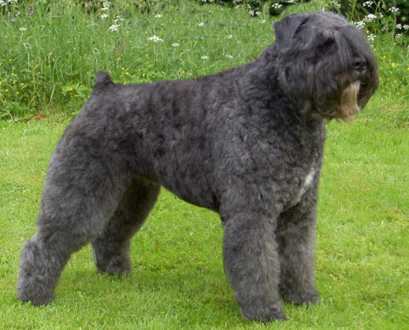 부비에 데 플랑드르 Bouvier Des Flandres