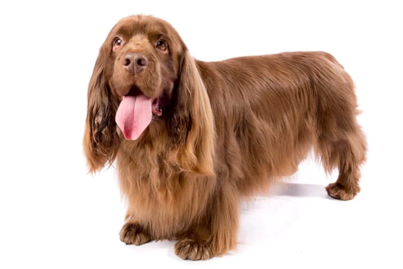 서식스 스패니얼 Sussex Spaniel