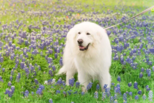 그레이트 피레니즈 Pyrenean Mountain Dog