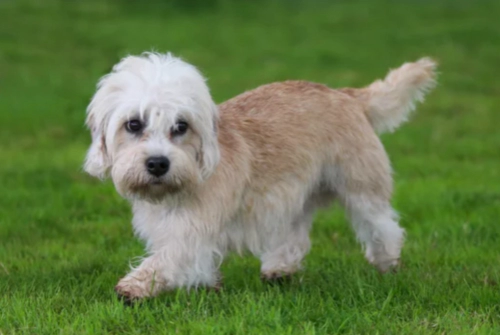 댄디 딘몬트 테리어 Dandie Dinmont Terrier