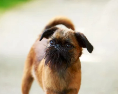 브루셀 그리폰 (Brussels Griffon)