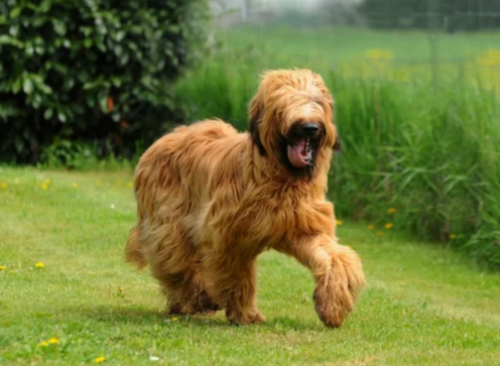 브리아드 브리어드 Briard