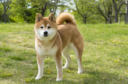 시바 이누 시바견 Shiba Inu