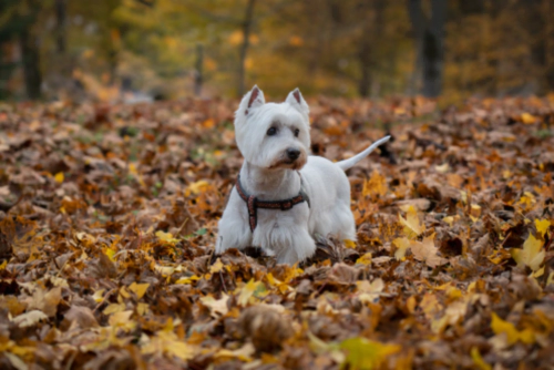 웨스트 하이랜드 화이트 테리어 West Highland White Terrier