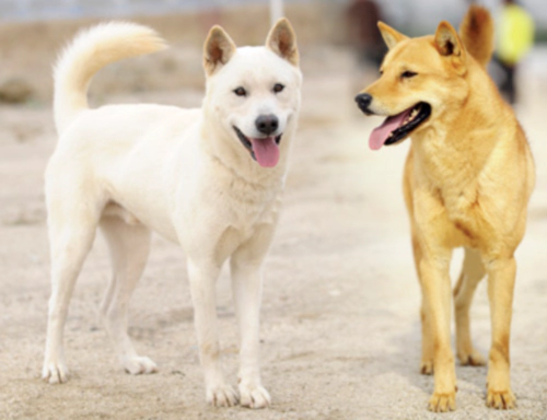 진돗개 진도개 Jindo Dog