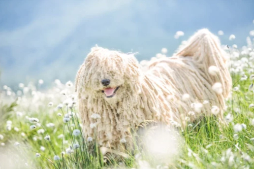 코몬도르 (코몬돌) Komondor