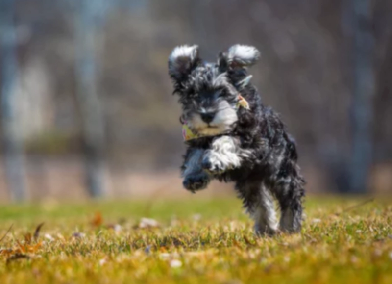 미니어처 슈나우저 (Miniature Schnauzer)