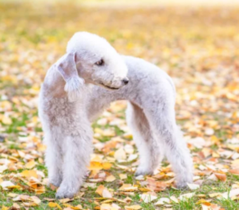 베들링턴 테리어 (Bedlington Terrier)