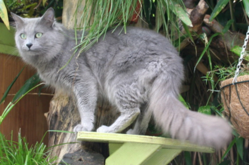 네벨룽 고양이 (Nebelung) 성격 외모 특징 관리 팁