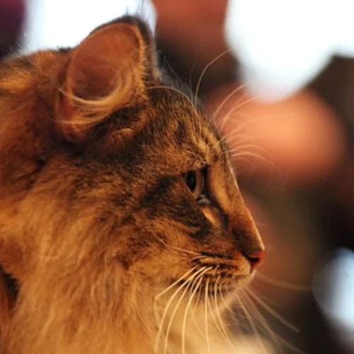 노르웨이 숲 고양이 (Norwegian Forest Cat) 성격 외모 특징 관리 팁