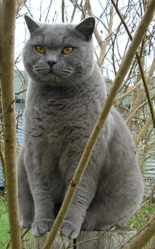 브리티시 쇼트헤어 고양이 (British Shorthair) 성격 외모 특징 관리 팁