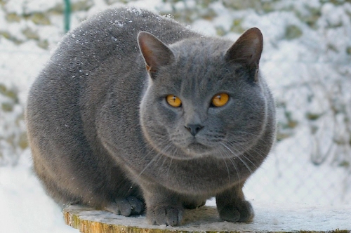 샤르트뢰 고양이 성격 외모 특징 관리 팁 2