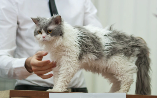 셀커크 렉스 고양이 (Selkirk Rex) 성격 외모 특징 관리 팁