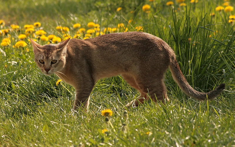 쵸시캣 (Chausie) 성격 외모 특징 관리 팁