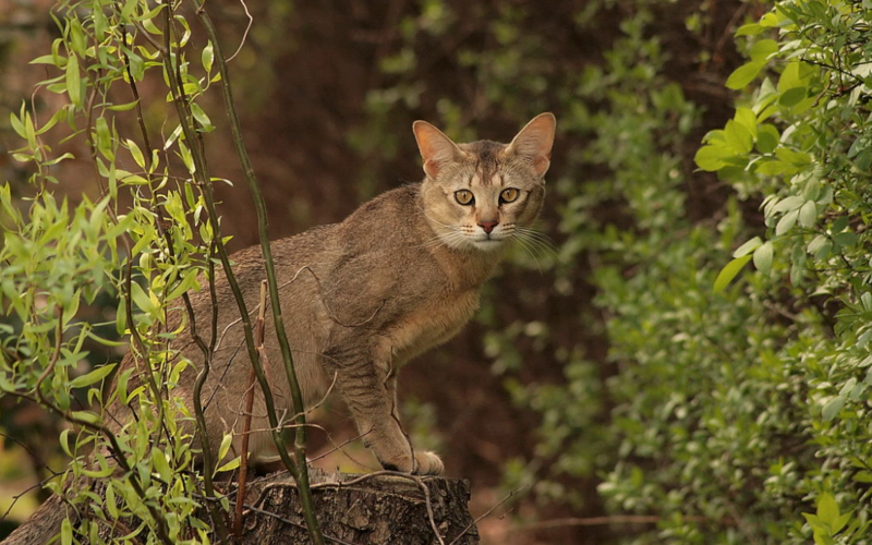 쵸시캣 (Chausie) 성격 외모 특징 관리 팁