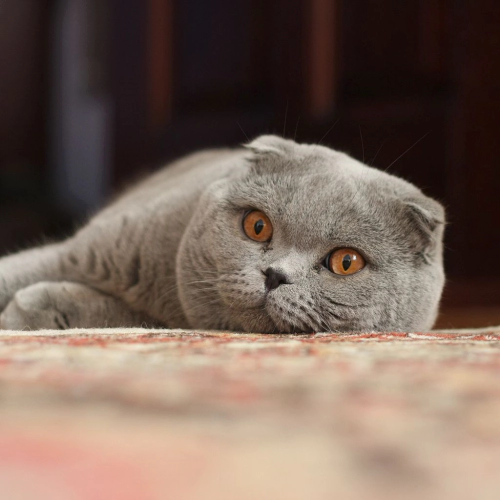 스코티시 폴드 (Scottish Fold) 성격 외모 특징 관리 팁