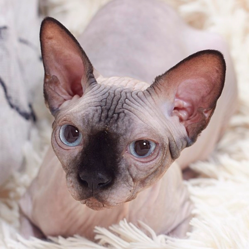 스핑크스 고양이 (Sphynx) 성격 외모 특징 관리 팁