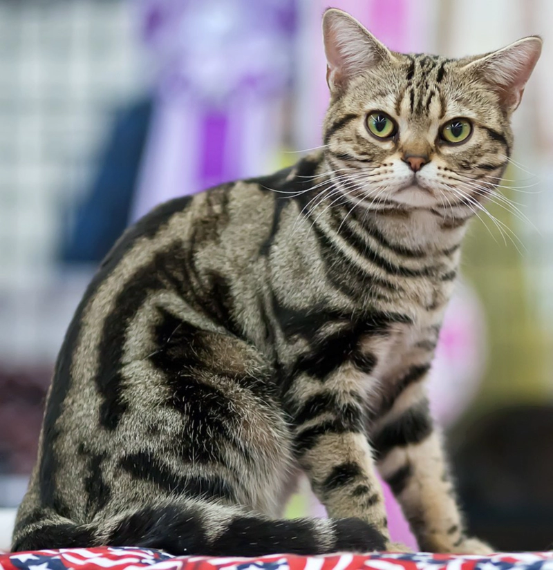 아메리칸 쇼트헤어 (American Shorthair) 성격 외모 특징 관리 팁