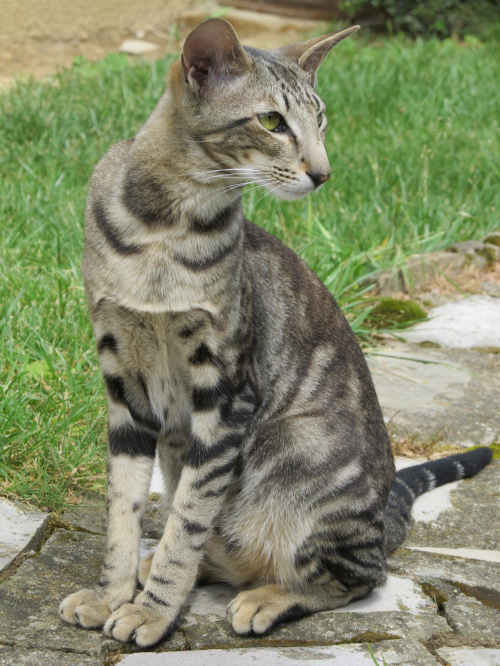 오리엔탈 쇼트헤어 고양이 (Oriental Shorthair) 성격 외모 특징 관리 팁