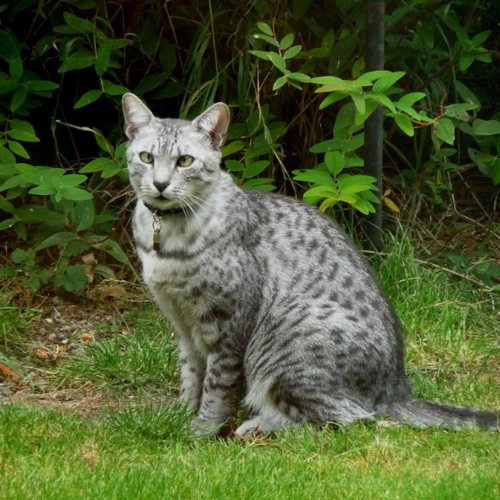 이집션 마우 고양이 (Egyptian Mau) 성격 외모 특징 관리 팁